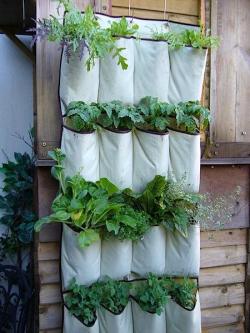 vertical garden