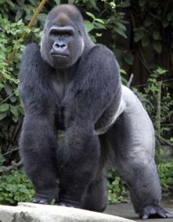 gorilla commercio 