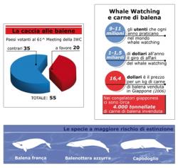 balene grafico greenpeace
