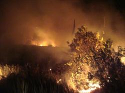 foresta incendio 