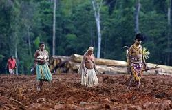 popoli indigeni foresta indonesia