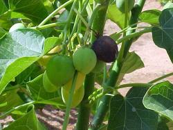 Jatroba plant