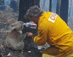 koala Sam