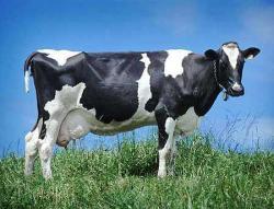mucca