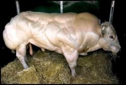 mucca