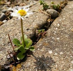 Una margherita asfalto fiore territorio consumo