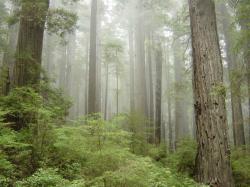 nebbia