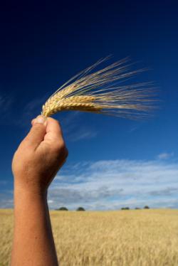 agricoltura