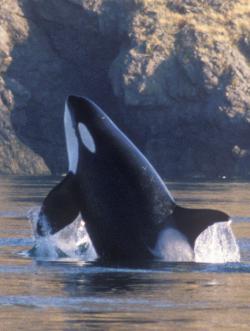 orca 