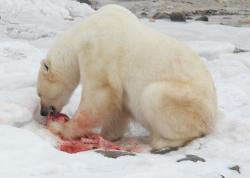 orso cannibale