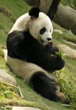 panda animale estinzione bambu