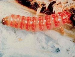 Pectinophora gossypiella larva cotone ogm monsanto