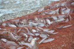 Regolamento Mediterraneo pesca