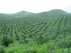 piantagione olio palma malesia