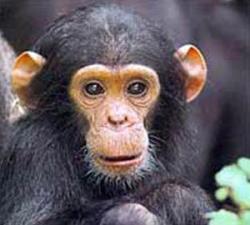 primate tanzania foreste clima cambiamento