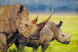 rinoceronte africano mercato illegale