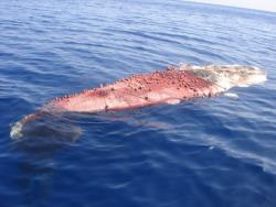 spadara cetacei pesce spada