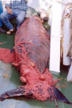 spadare pesca illegale