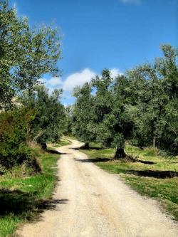 strada campagna