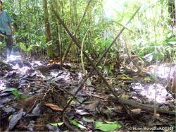 survival repsol foresta amazzonica indigeni