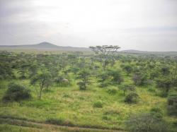 tanzania vegetazione foresta