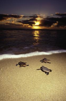 tartaruga caretta caretta