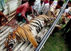 tigre
