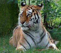 tigre siberiana