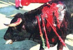 toro corrida sangue