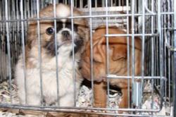 Traffico di cani 