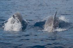 tursiopi delfini