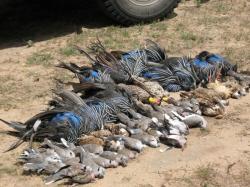 uccelli uccici caccia visibilità
