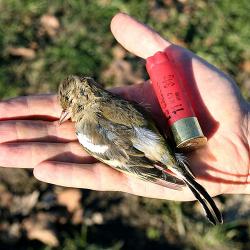 Uccello ucciso da cacciatore