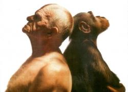 gorilla uomo somiglianza genetica