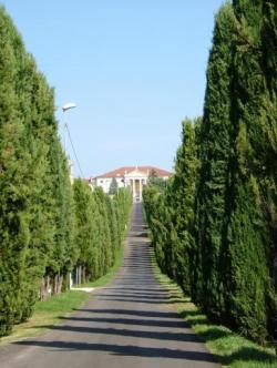 viale alberato antiinquinamento