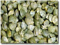 vongole wwf 