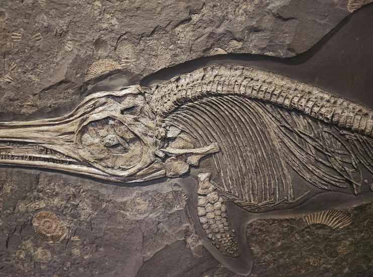 Fossile ittiosauro (pexels.com) - terranauta.it