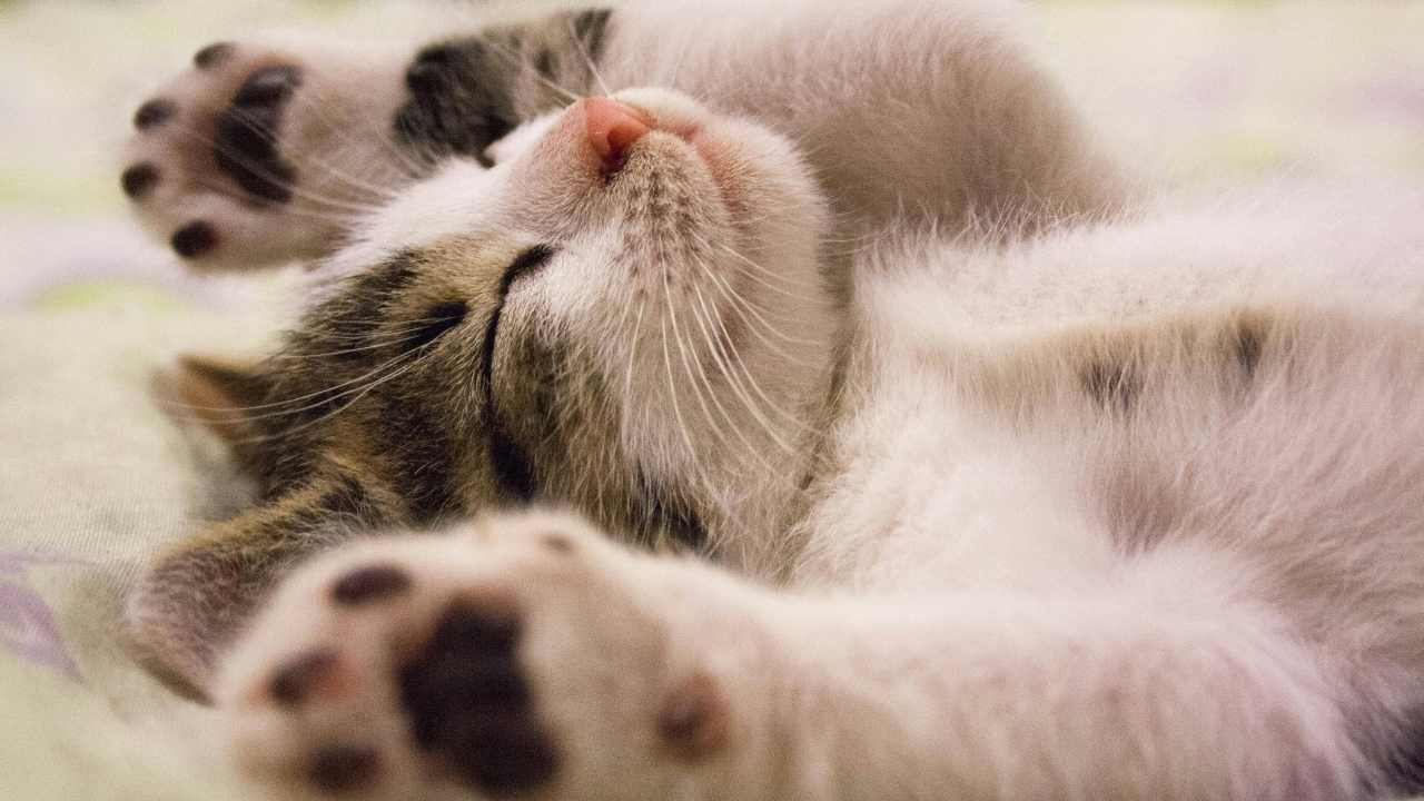 Animali in affitto (pexels.com) - terranauta.it