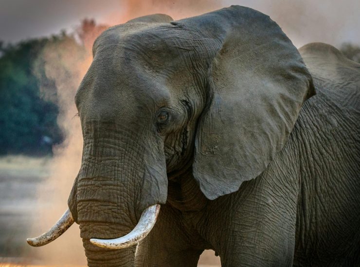 Elefante