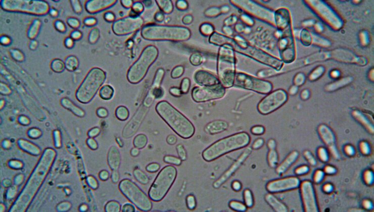 Batteri Escherichia coli