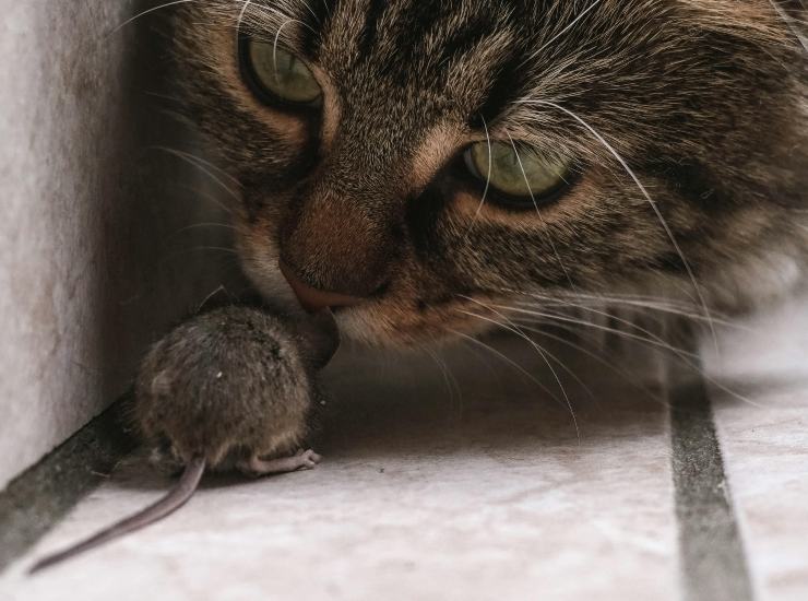 Gatto e topo (pexels.com) - terranauta.it