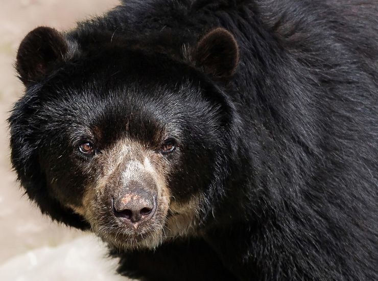 Orso nero