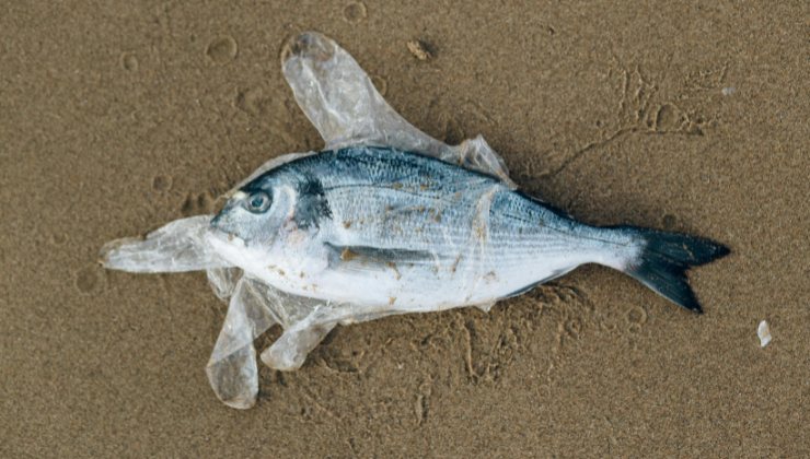 Pesce morto