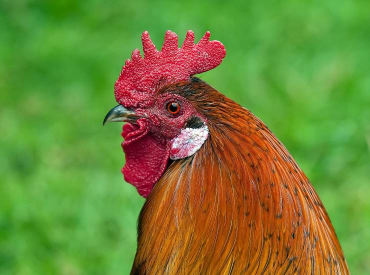 Pollo 