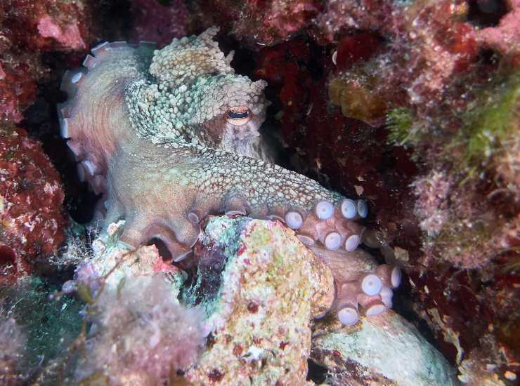Polpo, come stanarlo (pexels.com) - terranauta.it