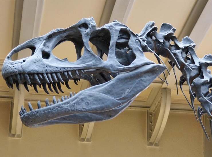Scheletro di un dinosauro