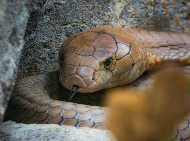 Serpente (pexels.com) - terranauta.it