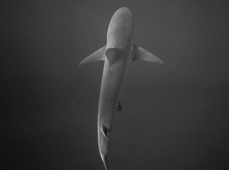 Squalo avvistato (pexels.com) - terranauta.it