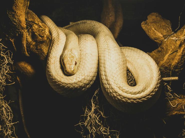 Vipera letale (pexels.com) - terranauta.it