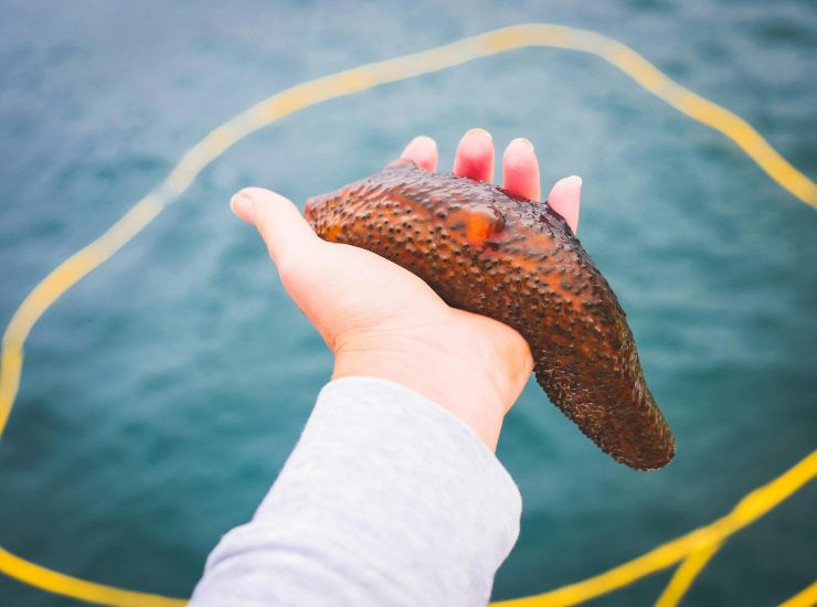 cetriolo di mare (pexels.com) - terranauta.it